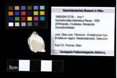 Foto (Objekt + Etiketten) von Goniodromites bidentatus (Reuss, 1859) 